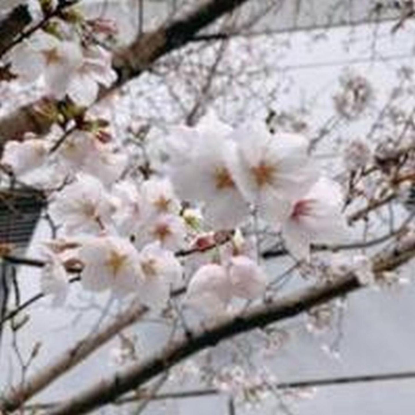 Appartamento むつみ庵此花601 Osaka Esterno foto